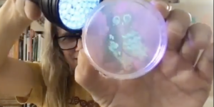Karen Ingram (’96 Studio Art, Concentration in Painting) shines ultraviolet light on a petri dish to reveal a design made by painting with bacteria.